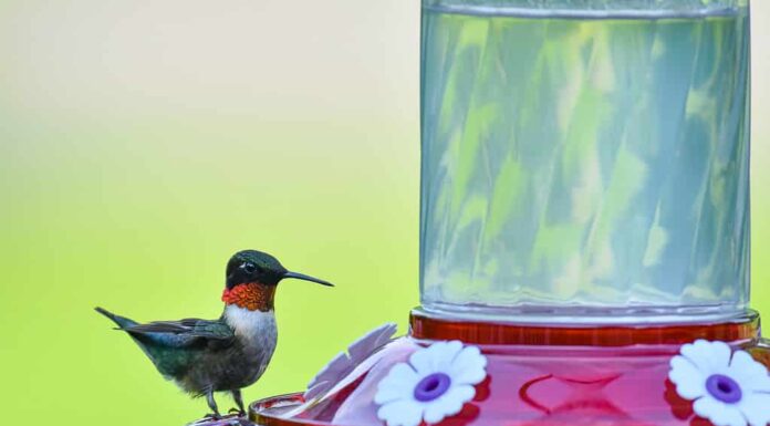 Colibrì dalla gola rubino all'alimentatore