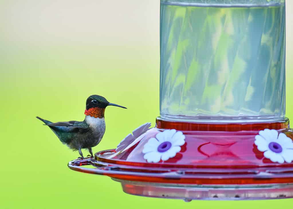 Colibrì dalla gola rubino all'alimentatore