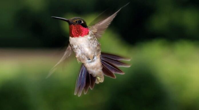 Colibrì maschio dalla gola rubino in volo.