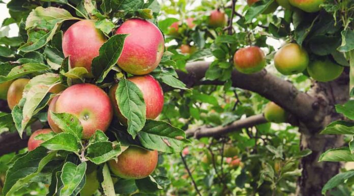 Mele honeycrisp rosse mature su un albero di mele in un frutteto in Nova Scotia.
