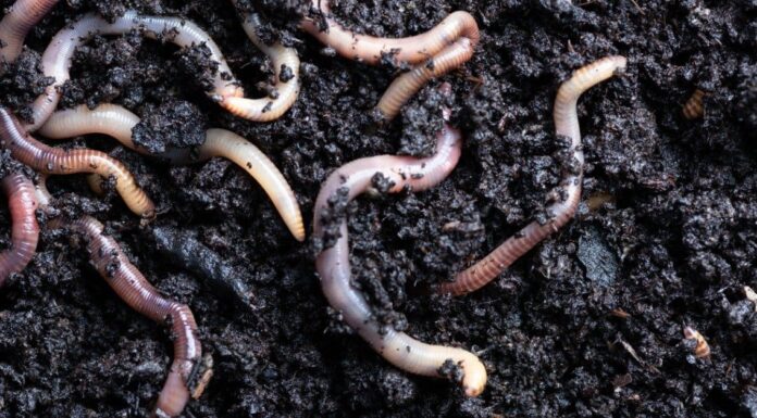 lombrichi che scavano nel terreno