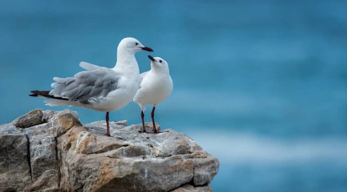 gabbiani sulla costa rocciosa dell'Oceano Indiano in Sud Africa, come se fossero una famiglia o una coppia per l'eternità
