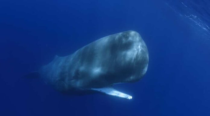 Capodoglio sott'acqua che nuota verso di te