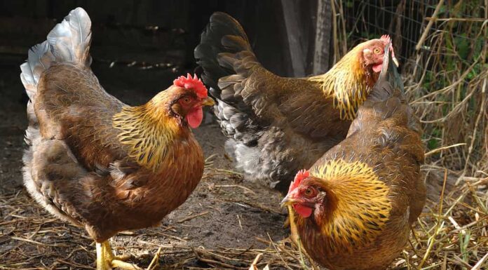 Pernice rossa di Welsummer