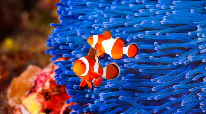 Pesce pagliaccio, anemone di mare, blu, falso pesce pagliaccio, due animali