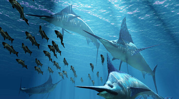 Un pescatore dell'isola di Cook ha catturato un marlin più grande della maggior parte dei grandi squali bianchi
