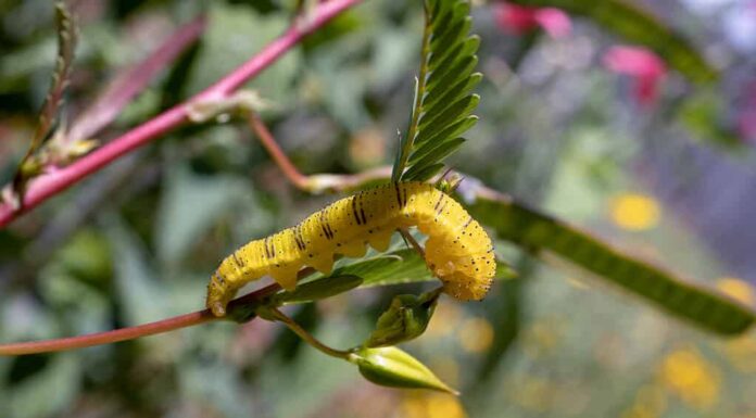 Bruco di zolfo senza nuvole (Phoebis sennae).
