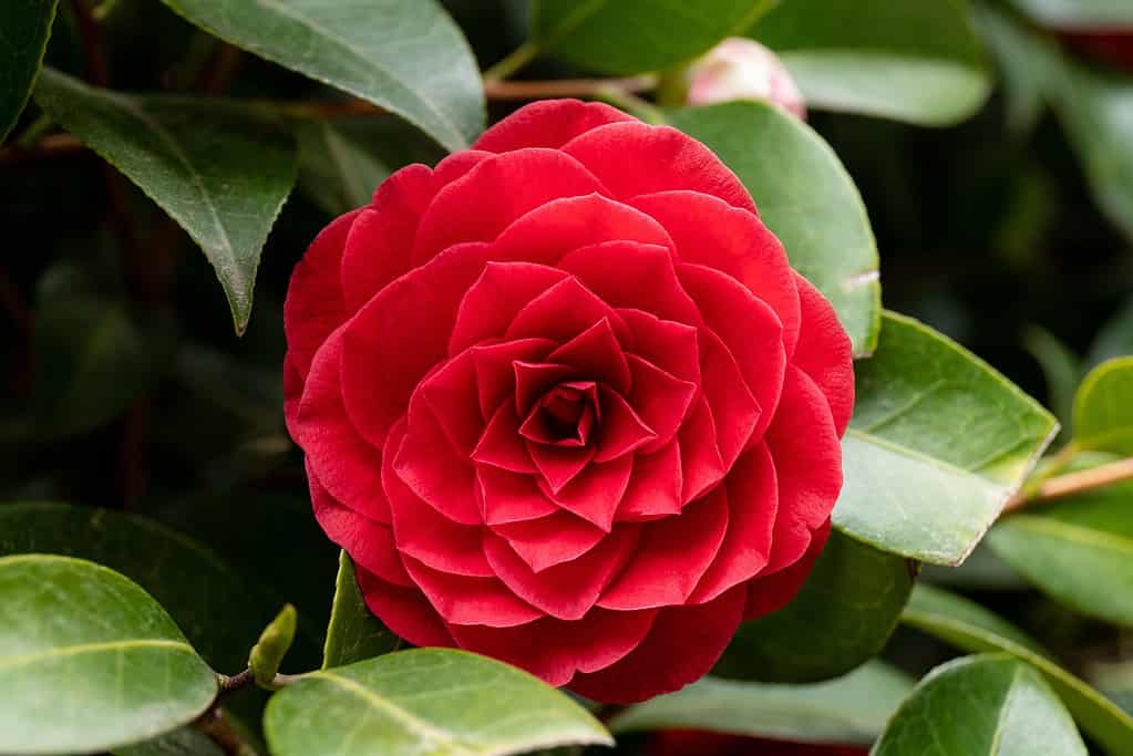 I 19 migliori arbusti per i giardini della zona 9 all'ombra