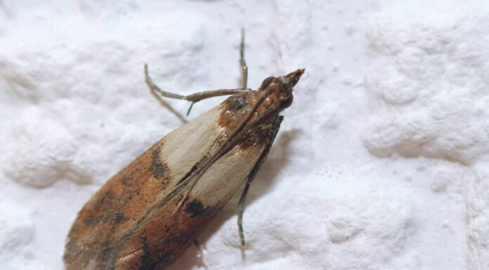 Falena della farina indiana