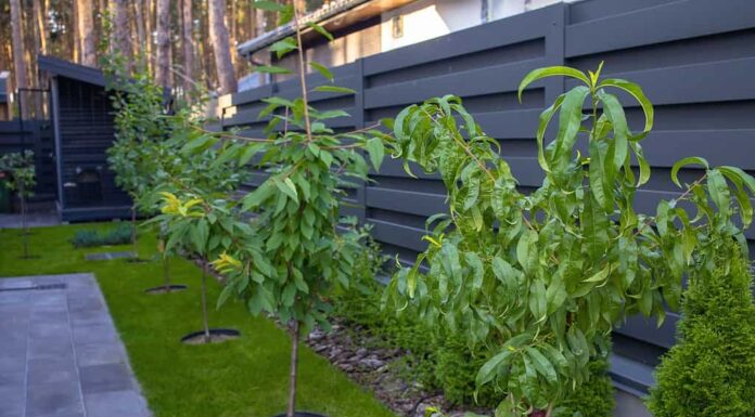 Una fila di giovani peschi è visibile sezionando la cornice.