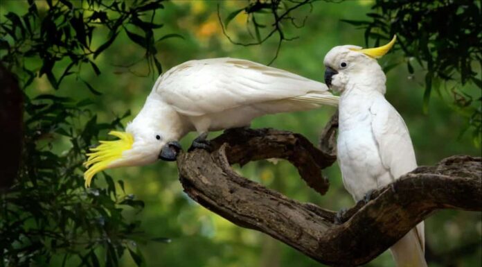 Due Cacatua bianchi