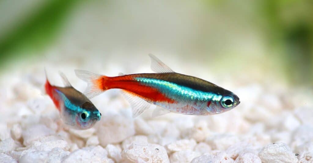 due-neon-tetra-pesci
