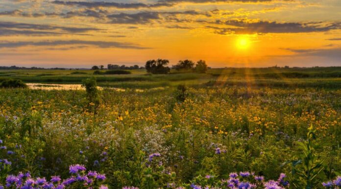 Il sole sopra il campo fiorito