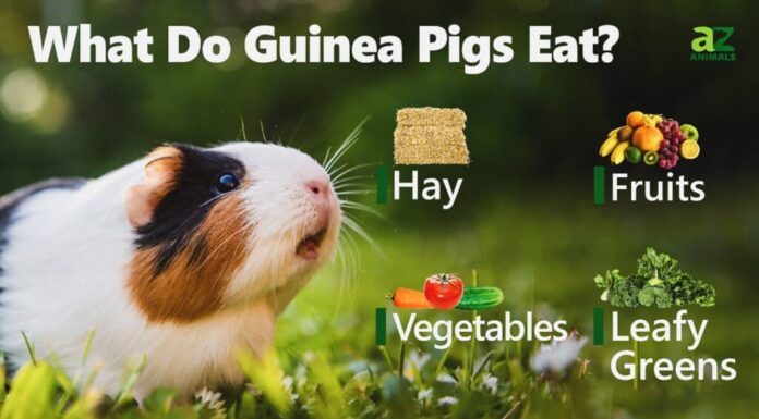 Cosa mangiano i porcellini d'India