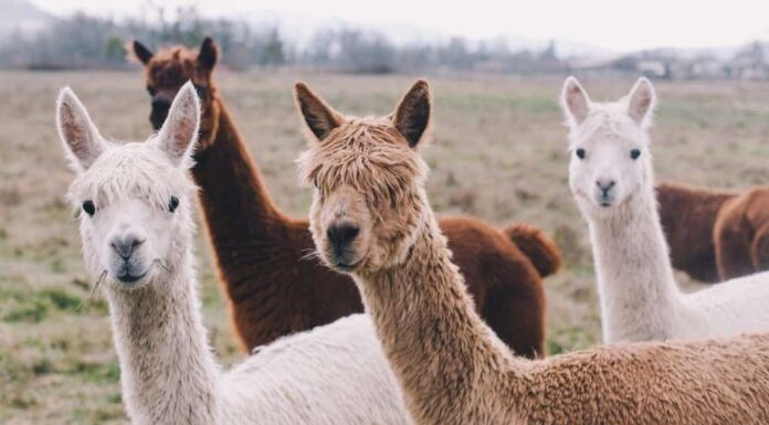 Gruppo/pacchetto variopinto di Alpaca
