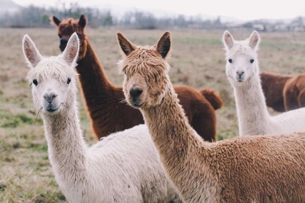 Gruppo/pacchetto variopinto di Alpaca