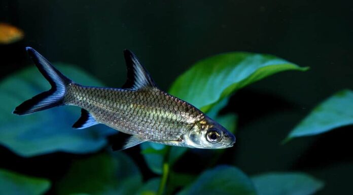 Lo squalo bala, Balantiocheilos melanopterus, squalo argentato, non è un vero squalo, ma è comunemente chiamato così per via del suo corpo a forma di siluro