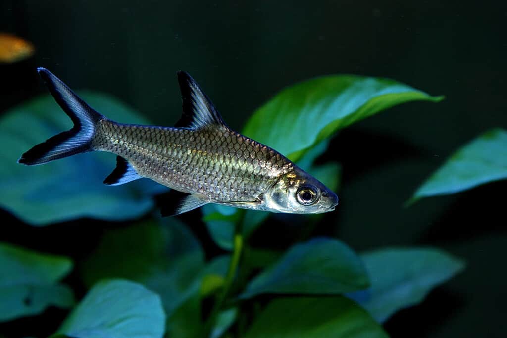 Lo squalo bala, Balantiocheilos melanopterus, squalo argentato, non è un vero squalo, ma è comunemente chiamato così per via del suo corpo a forma di siluro