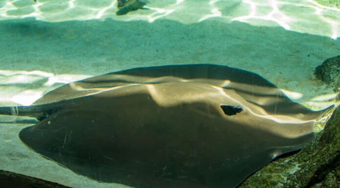 Razza gigante d'acqua dolce del Mekong (Urogymnus polylepis)