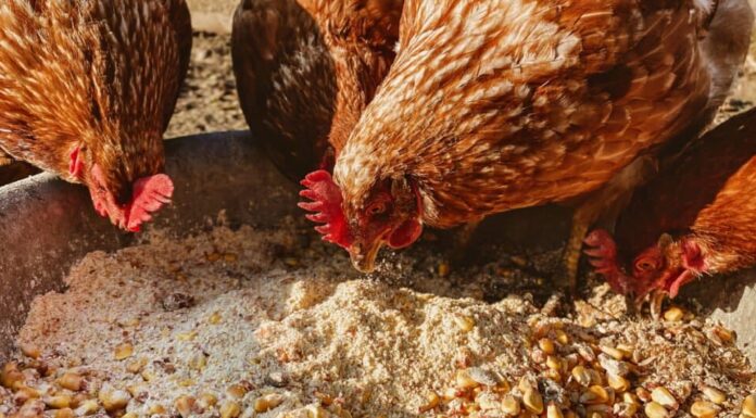 Denti Di Pollo - Polli Che Mangiano