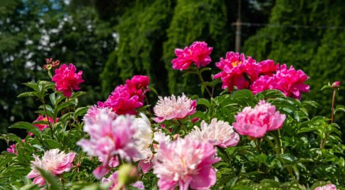 Peonie in fiore che crescono in campo con bellissimi fiori