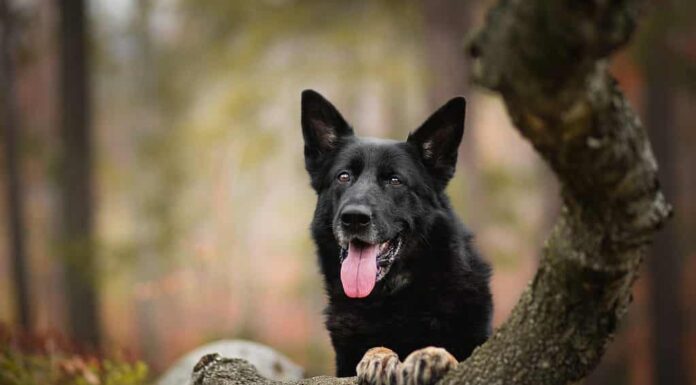 Pastore tedesco nero 2