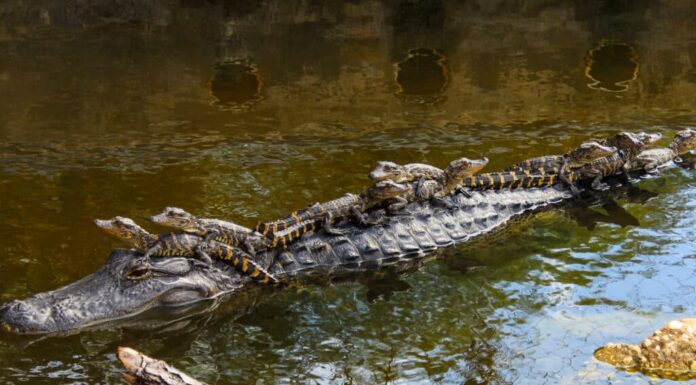alligatore americano