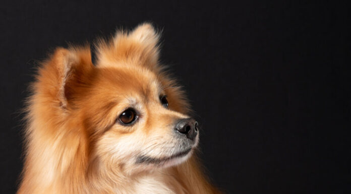 la volpe affrontò la Pomerania