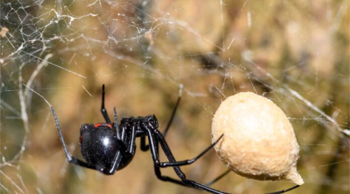 Vedova Nera del Sud - Ragni neri in Florida