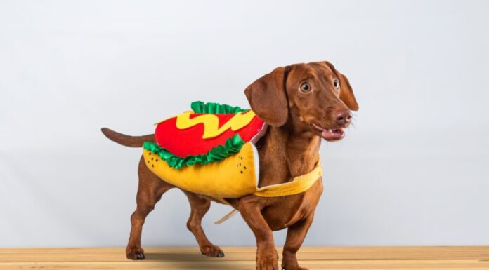 Cane bassotto in posa nel suo vestito di hotdog, su sfondo bianco