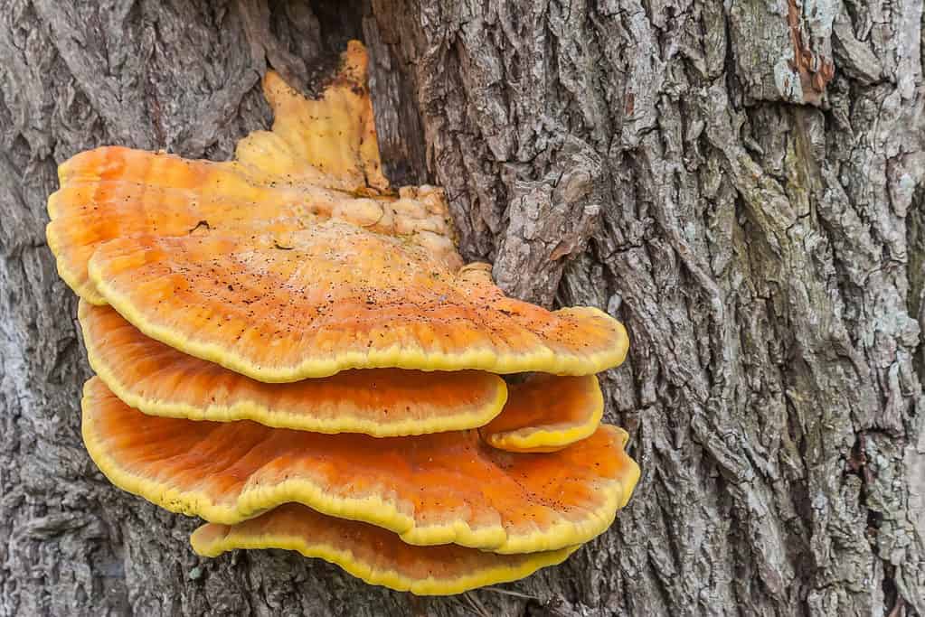 Laetiporus sulfureo o fungo del pollo dei boschi che cresce sul lato di un albero