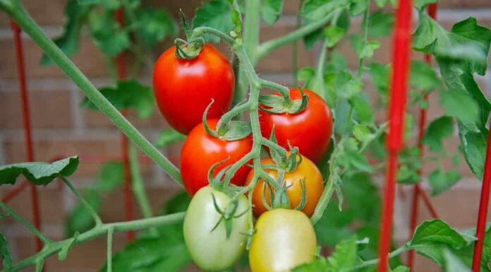 Pomodori Prugna Maturazione Sulla Vite