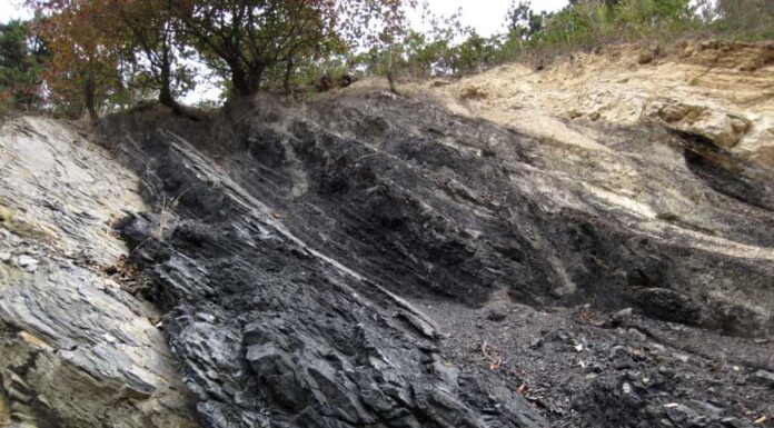 Carbone invecchiato nel Mississippi