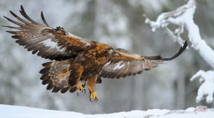 Le aquile più grandi del mondo: l'aquila reale