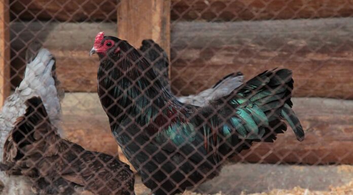 Gallo della razza Ameraucana