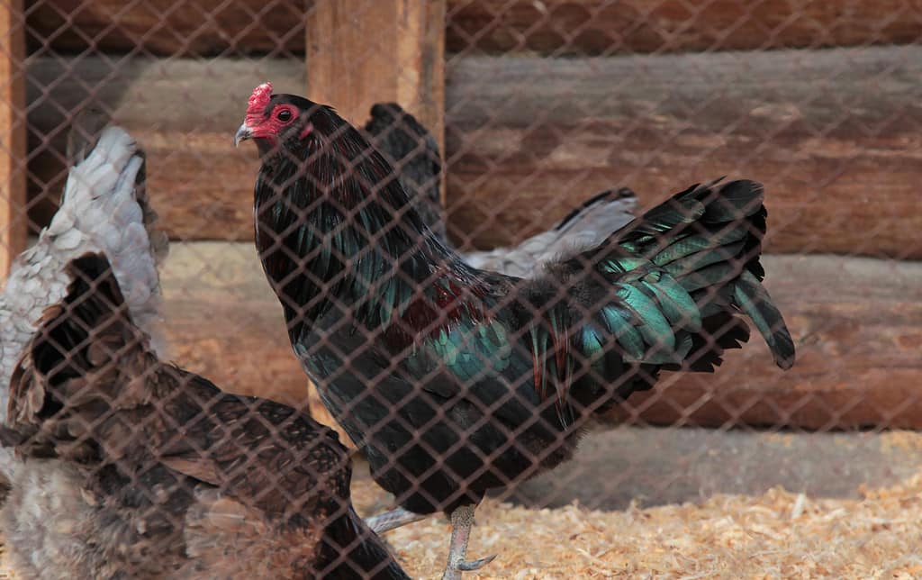 Gallo della razza Ameraucana