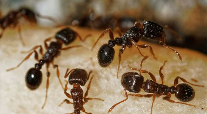 Formiche immigrate del Tetramorium che si nutrono