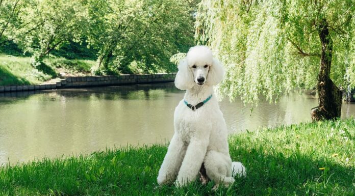 Un barboncino bianco standard di razza pura si siede su un prato verde e attende il comando di addestramento.  Toelettatura impeccabile del soffice pelo del barboncino reale.  Grande cane bianco domestico con collare.