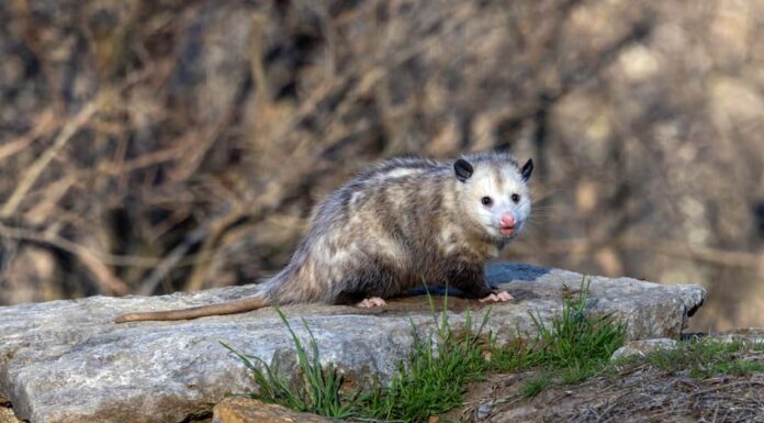 Spesso chiamato semplicemente 