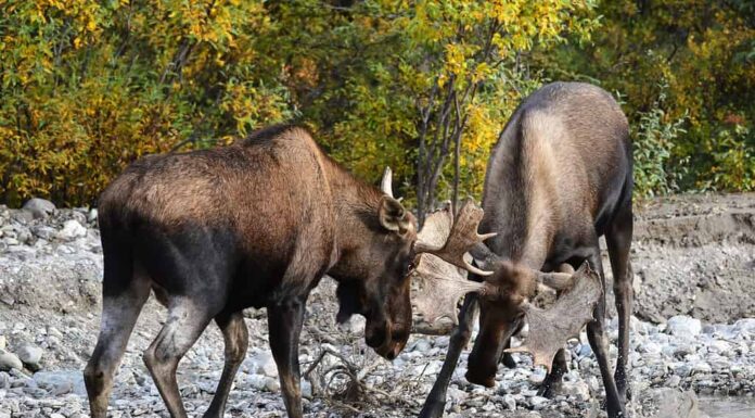 Maschi di alci toro dell'Alaska che combattono tra loro