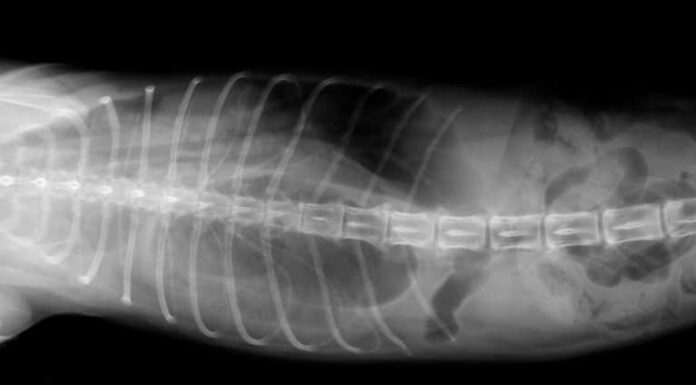 Radiografia dell'addome del cane e dell'ernia diaframmatica del torace