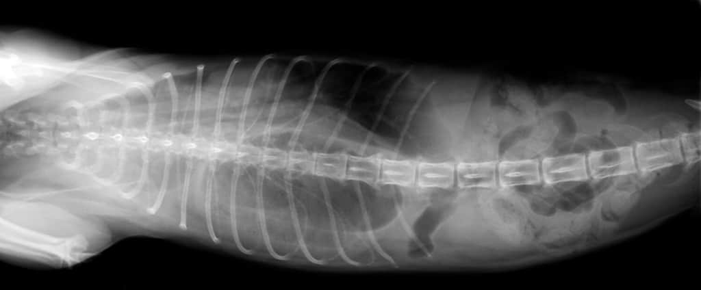 Radiografia dell'addome del cane e dell'ernia diaframmatica del torace