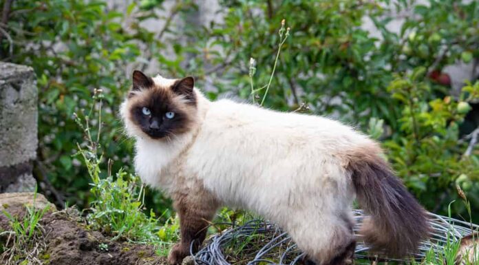 bellissimo gatto himalayano nel campo