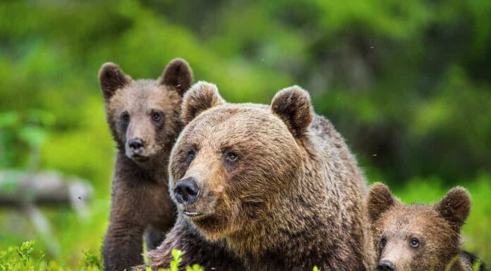 Animali, Soggetti con animali, Fauna selvatica, Animali allo stato brado, Orso