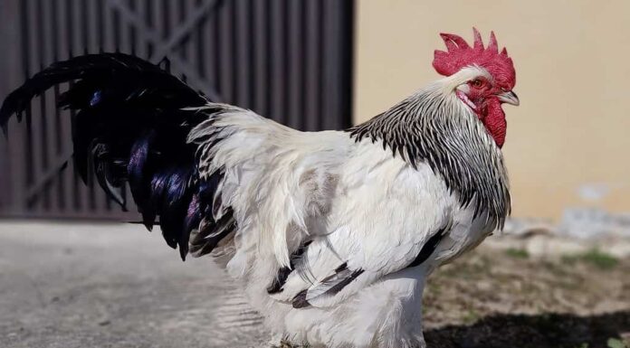 Gallo sull'erba in un giardino.