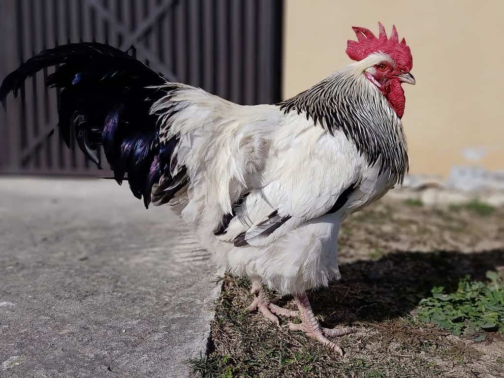 Gallo sull'erba in un giardino.