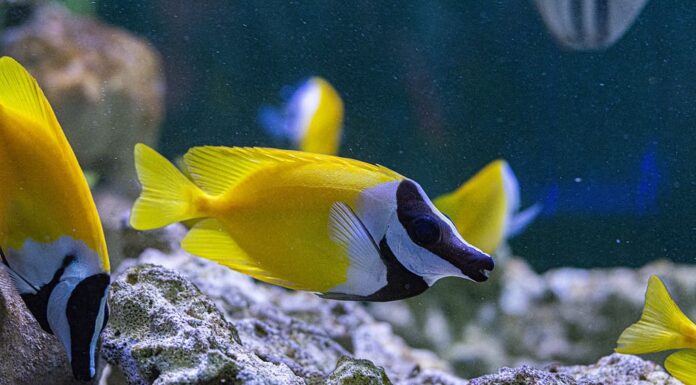 Pesce coniglio faccia di volpe