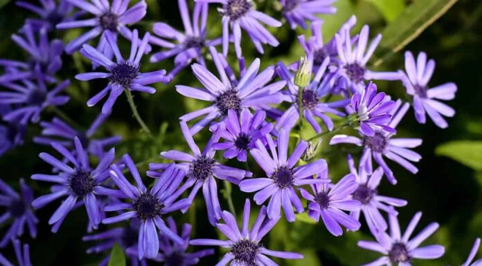 Il primo piano L'aster di legno blu o il Symphyotrichum cordifolium fiori viola nel giardino