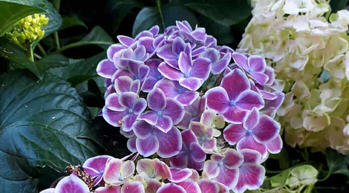 Marte Ortensia.  Cityline Marte Ortensia.  Una piccola pianta con grande.  L'ortensia di Marte Cityline è una pianta resistente.  Rosa, viola e bianco.