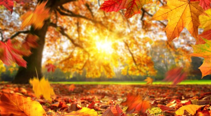 Gli 11 motivi più probabili per cui la tua quercia sembra così malata
